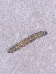 Uresiphita reversalis