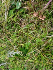 Eriocaulaceae