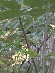 Setophaga caerulescens