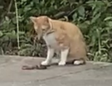 Mastigodryas melanolomus