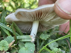 Agaricaceae