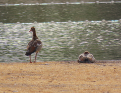 Alopochen aegyptiaca