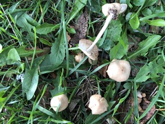 Marasmius