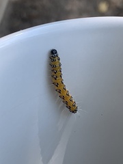 Uresiphita reversalis