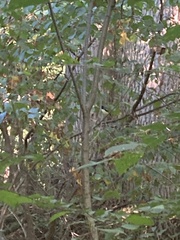 Setophaga caerulescens