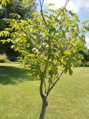 Cochlospermum vitifolium