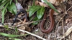 Mastigodryas melanolomus