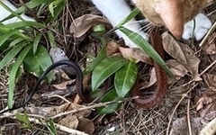 Mastigodryas melanolomus