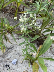 Pseudognaphalium obtusifolium