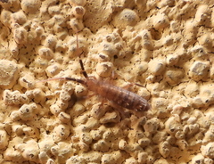 Orchesella
