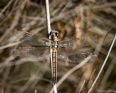 Libellula comanche
