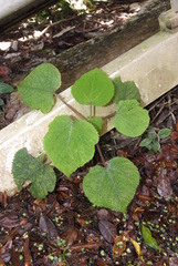 Dendrocnide cordifolia