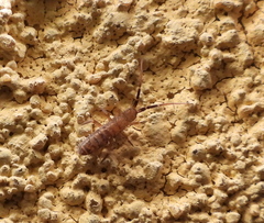 Orchesella