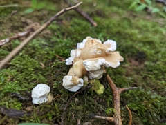 Loweomyces fractipes