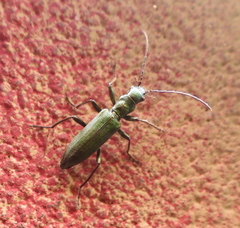 Chrysanthia viridissima