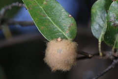 Heteroecus dasydactyli