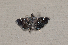 Diathrausta