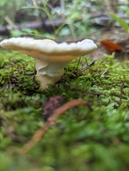 Loweomyces fractipes