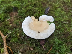 Loweomyces fractipes