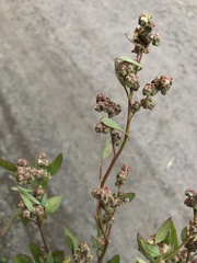 Lipandra polysperma