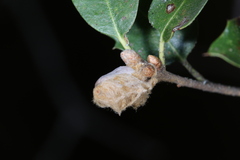 Heteroecus dasydactyli