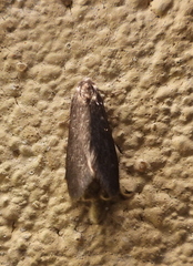 Psyche casta