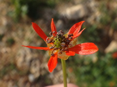 Adonis flammea