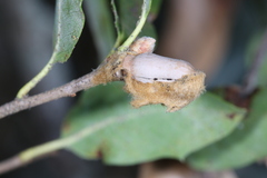 Heteroecus dasydactyli