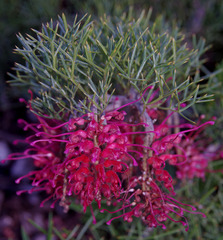 Grevillea maxwellii