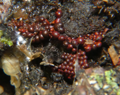 Metatrichia vesparium