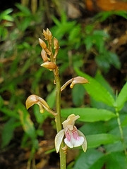 Eulophia maculata