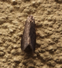 Psyche casta