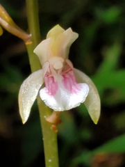 Eulophia maculata