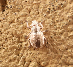 Strophosoma capitatum