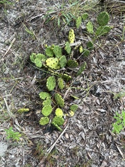 Opuntia humifusa
