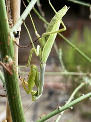 Stagmomantis