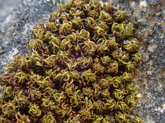 Tortella nitida