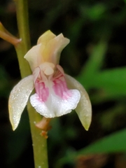 Eulophia maculata
