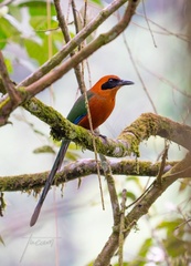 Baryphthengus martii