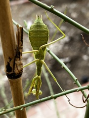 Stagmomantis