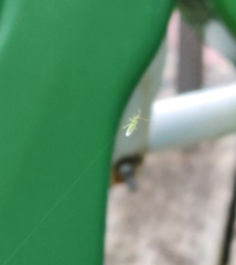 Trigonotylus caelestialium