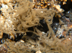 Arcyria obvelata