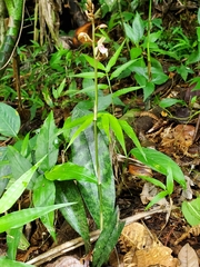 Eulophia maculata