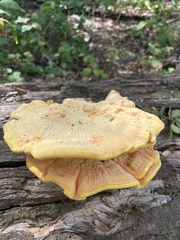 Laetiporus