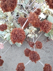 Eriogonum latifolium