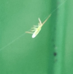 Trigonotylus caelestialium