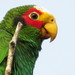 Yellow-lored Parrot - Photo (c) Ismael Arellano Ciau, some rights reserved (CC BY-NC), uploaded by Ismael Arellano Ciau