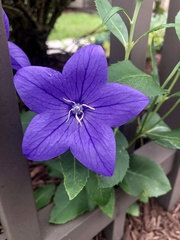 Platycodon grandiflorus