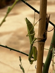 Stagmomantis