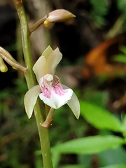 Eulophia maculata